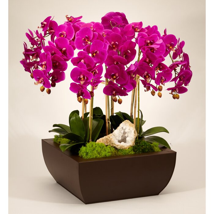 T C Floral Company Orchid Arrangement In Planter Reviews Wayfair